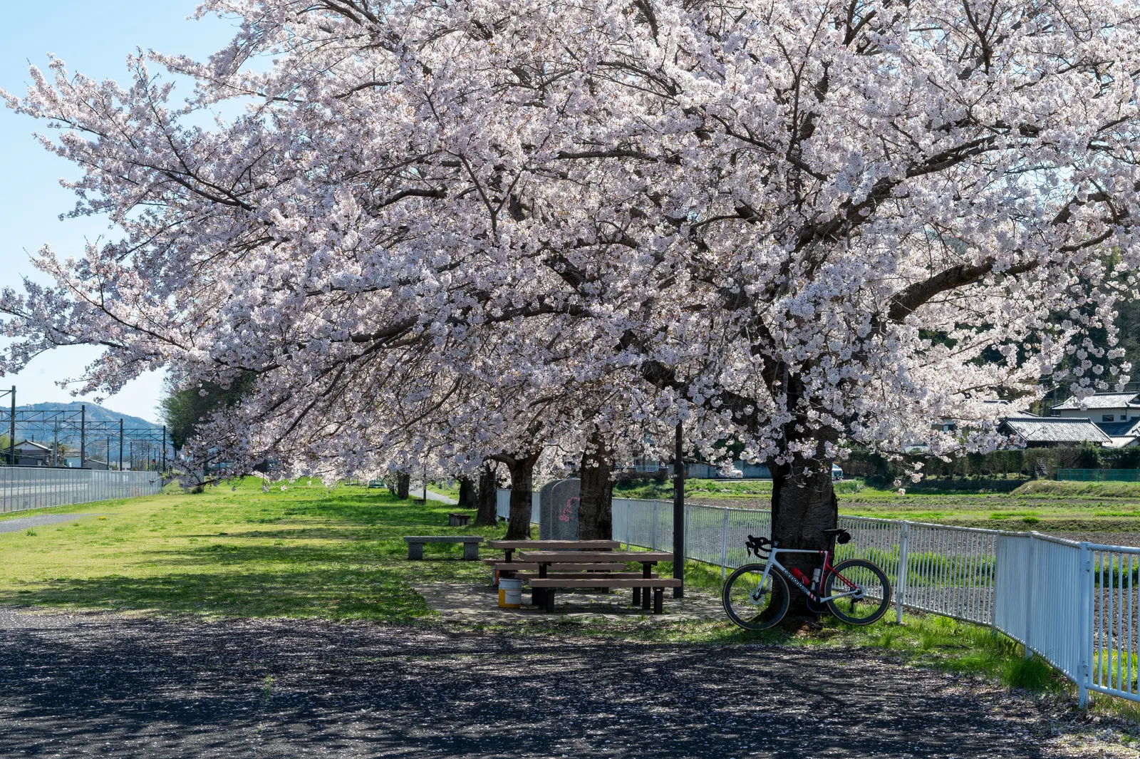 りんりんロード 岩瀬区間の桜が満開のときの景色
